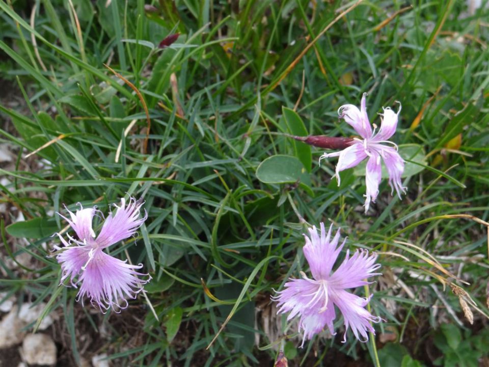 STOL in BEGUNJŠČICA, 2012 - foto povečava