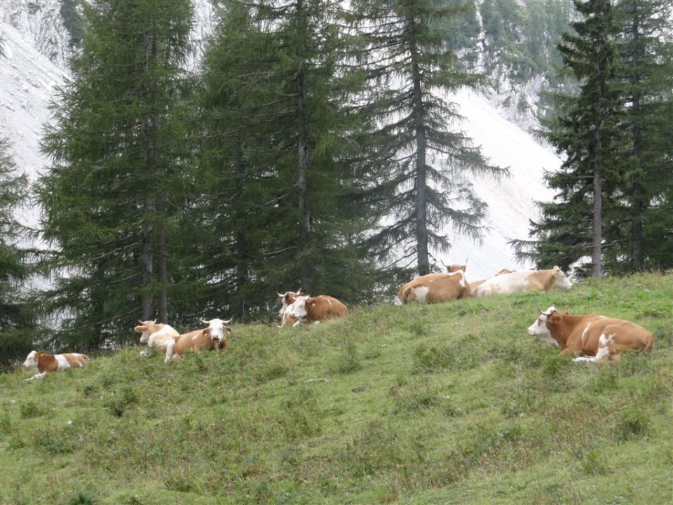 STOL in BEGUNJŠČICA, 2012 - foto povečava