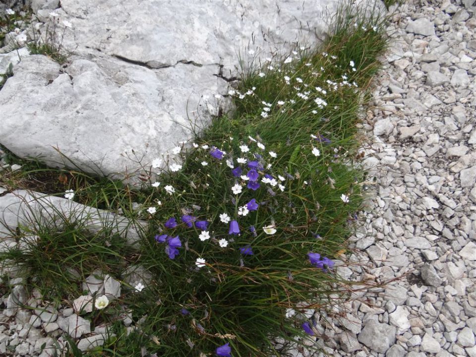 STOL in BEGUNJŠČICA, 2012 - foto povečava