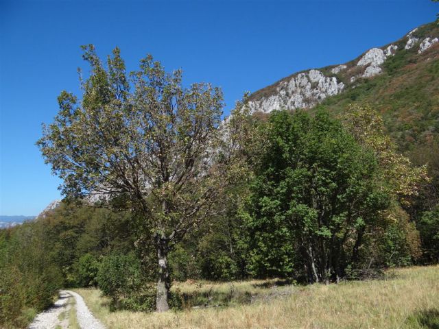 GRADIŠKA TURA (Vipava-Abram) 9.9.2012 - foto