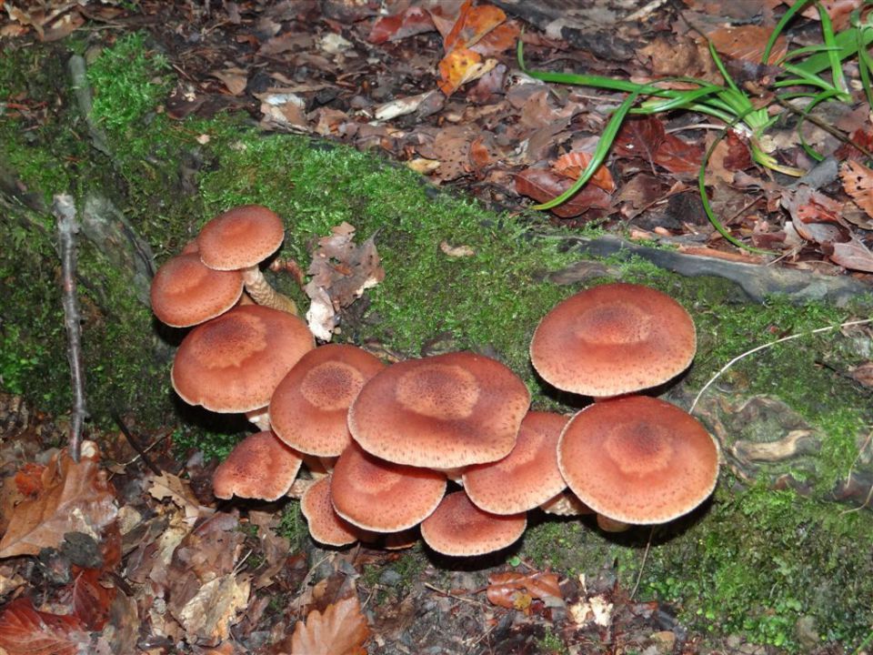 KOSTANJEV PIKNIK, in pohod, 14.10.2012 - foto povečava