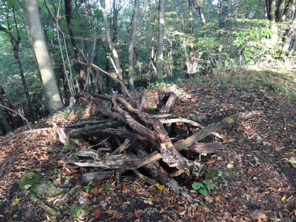 KOSTANJEV PIKNIK, in pohod, 14.10.2012 - foto povečava