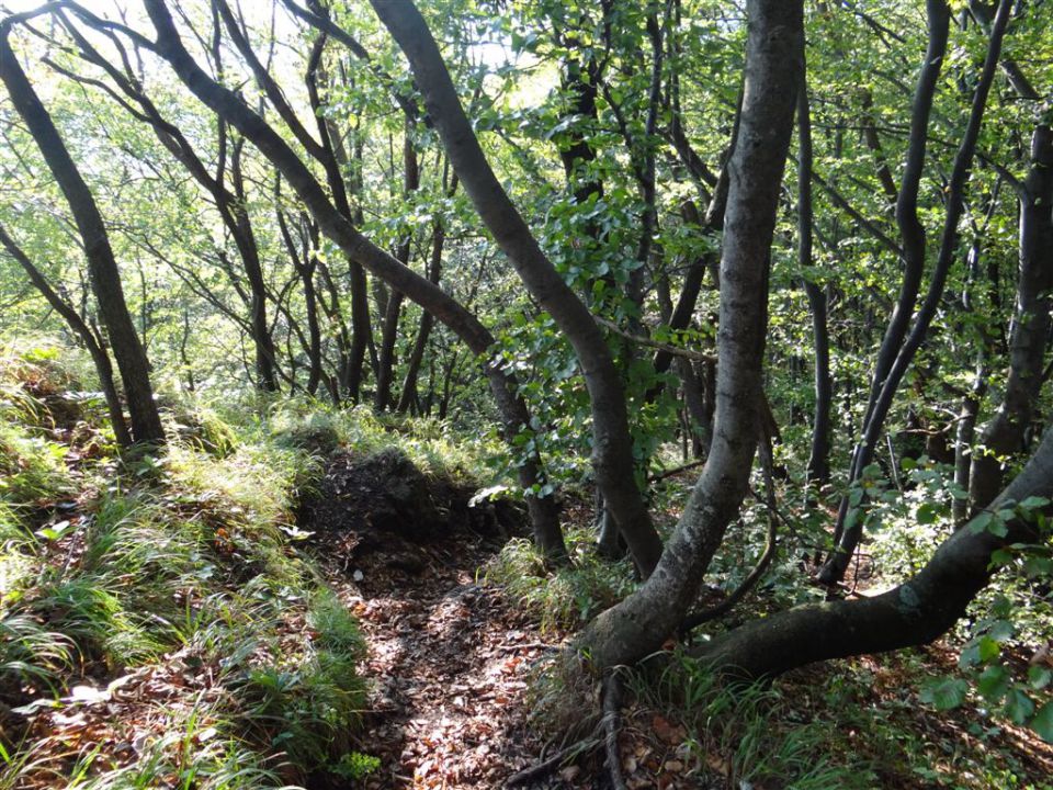 KOSTANJEV PIKNIK, in pohod, 14.10.2012 - foto povečava