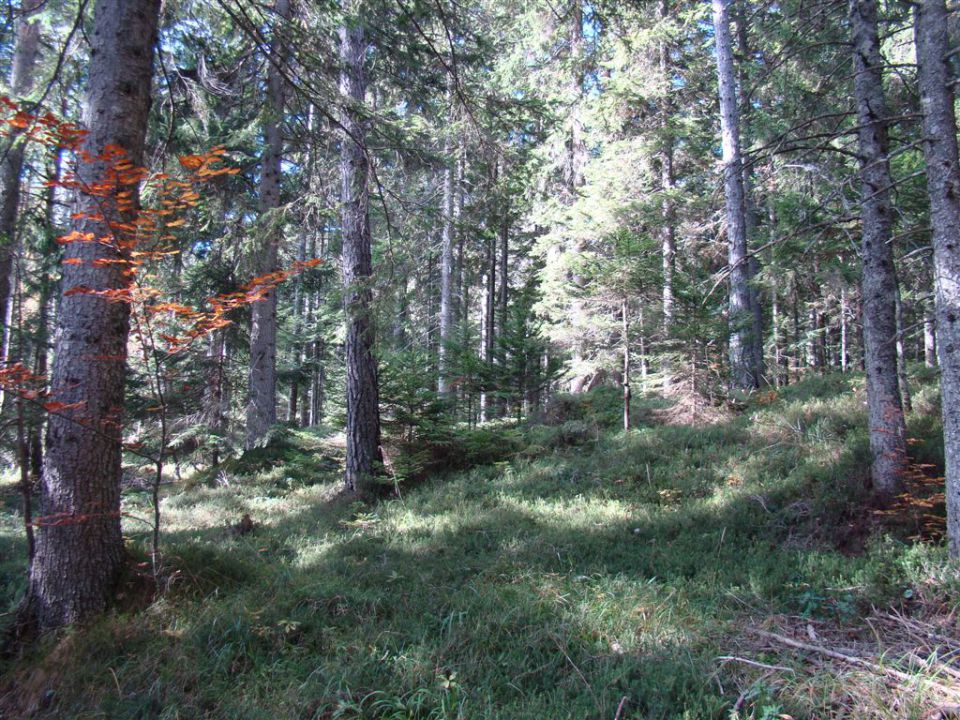 OLŠEVA, 1929 m, 21.10.2012 - foto povečava