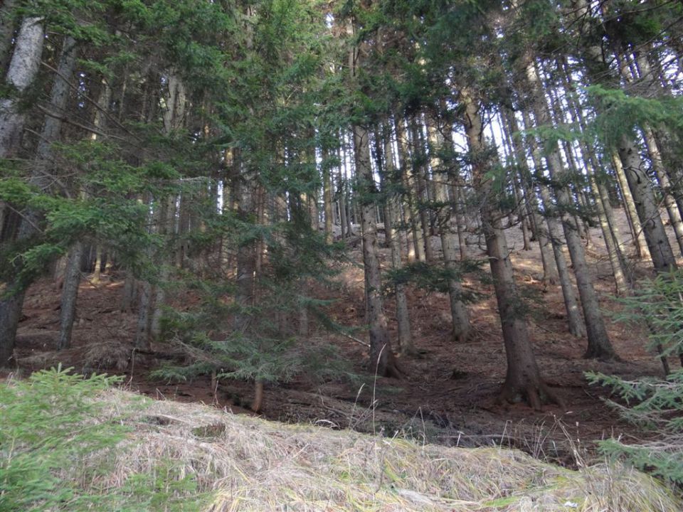 Pl. KOFCE in VELIKI VRH, 2088 m, 18.11.2012 - foto povečava