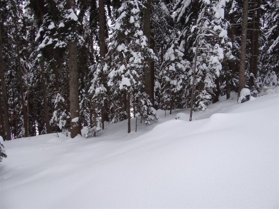 ŽEKOVEC - GOLTE, 1573 m, 2013 - foto povečava