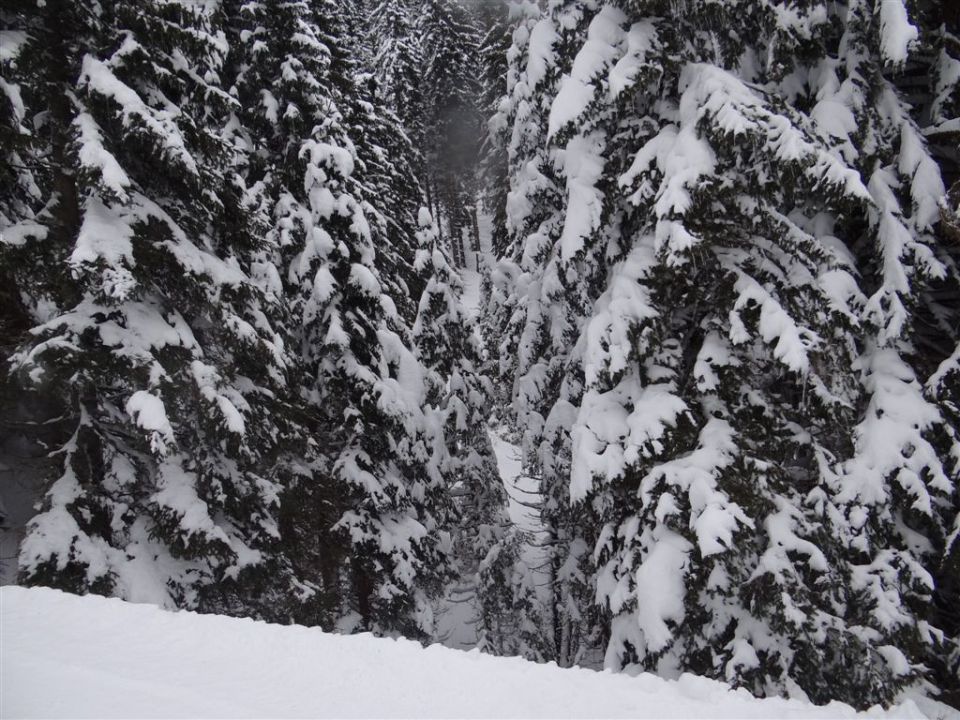 ŽEKOVEC - GOLTE, 1573 m, 2013 - foto povečava