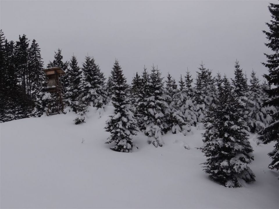 ŽEKOVEC - GOLTE, 1573 m, 2013 - foto povečava