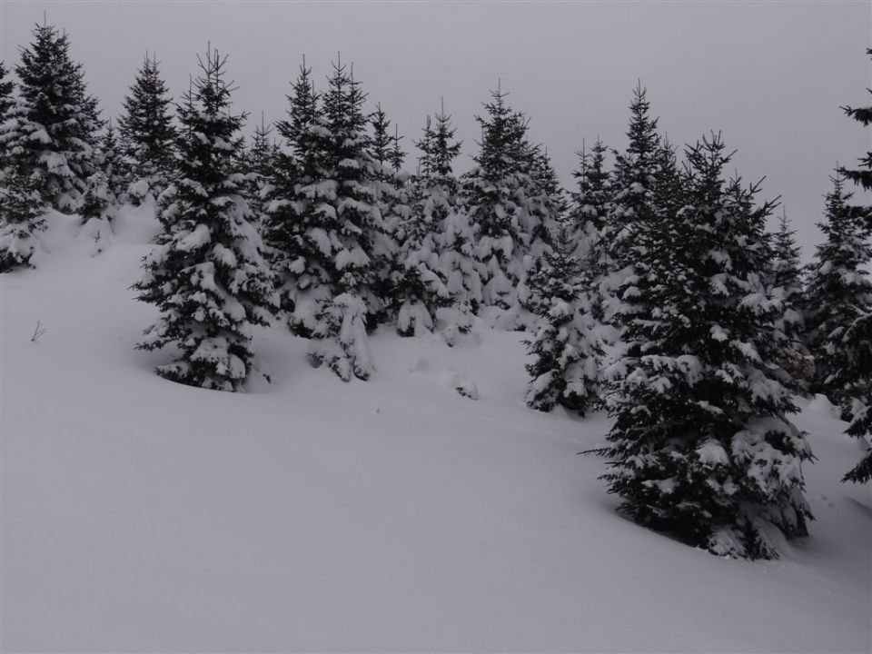 ŽEKOVEC - GOLTE, 1573 m, 2013 - foto povečava