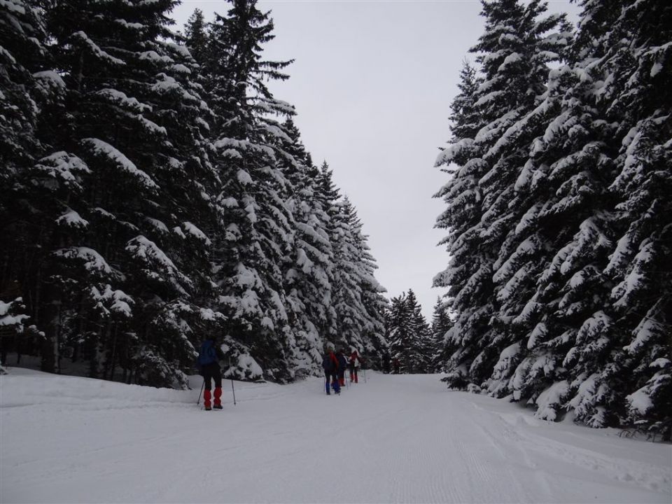 ŽEKOVEC - GOLTE, 1573 m, 2013 - foto povečava