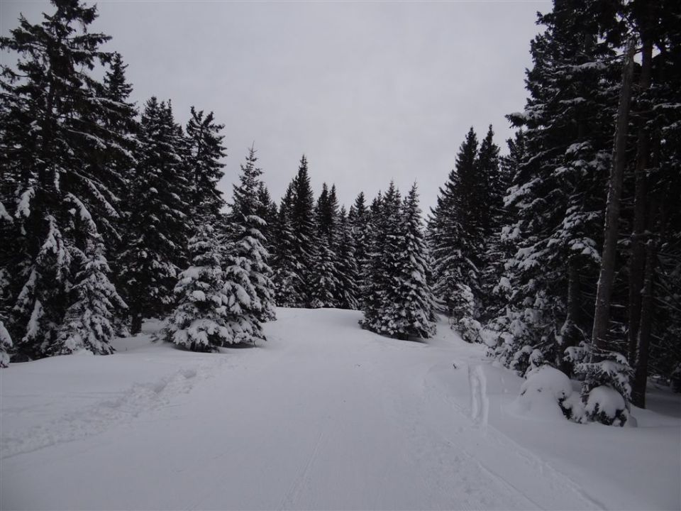 ŽEKOVEC - GOLTE, 1573 m, 2013 - foto povečava