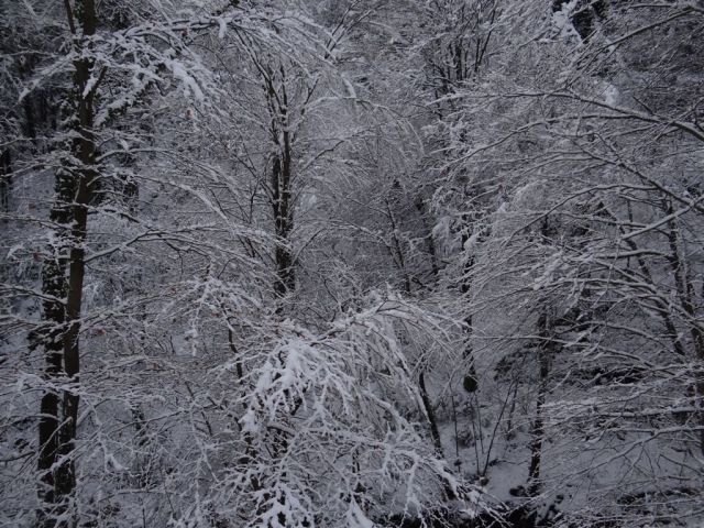 ŽEKOVEC - GOLTE, 1573 m, 2013 - foto