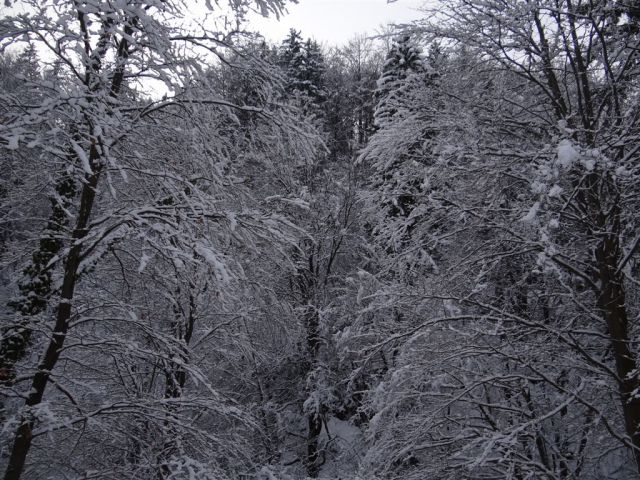 ŽEKOVEC - GOLTE, 1573 m, 2013 - foto