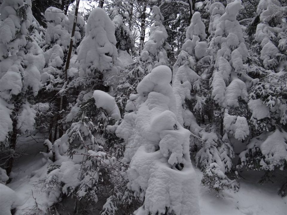 BLAGOVICA-ŠPILK-TROJANE - foto povečava