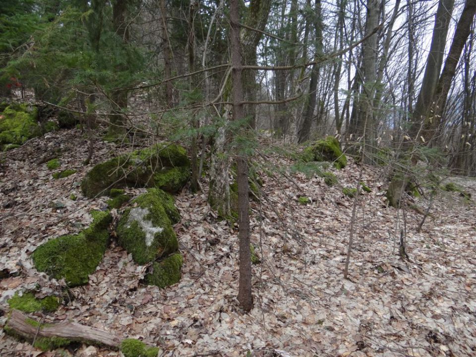 LIMBARSKA GORA, 773 m, 2013 - foto povečava