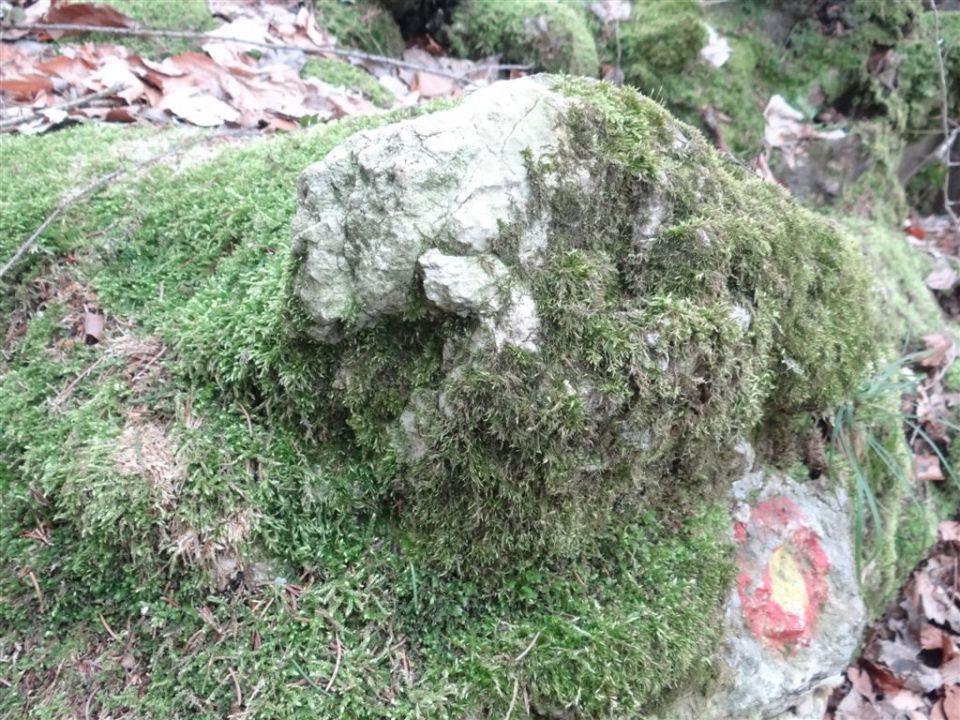 LIMBARSKA GORA, 773 m, 2013 - foto povečava