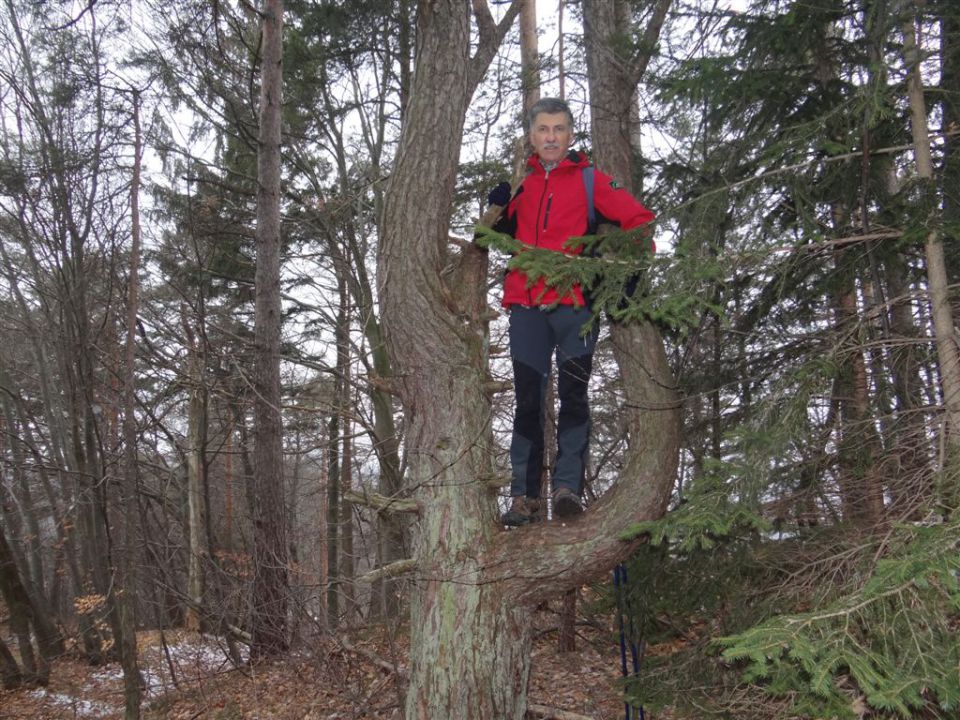 LIMBARSKA GORA, 773 m, 2013 - foto povečava