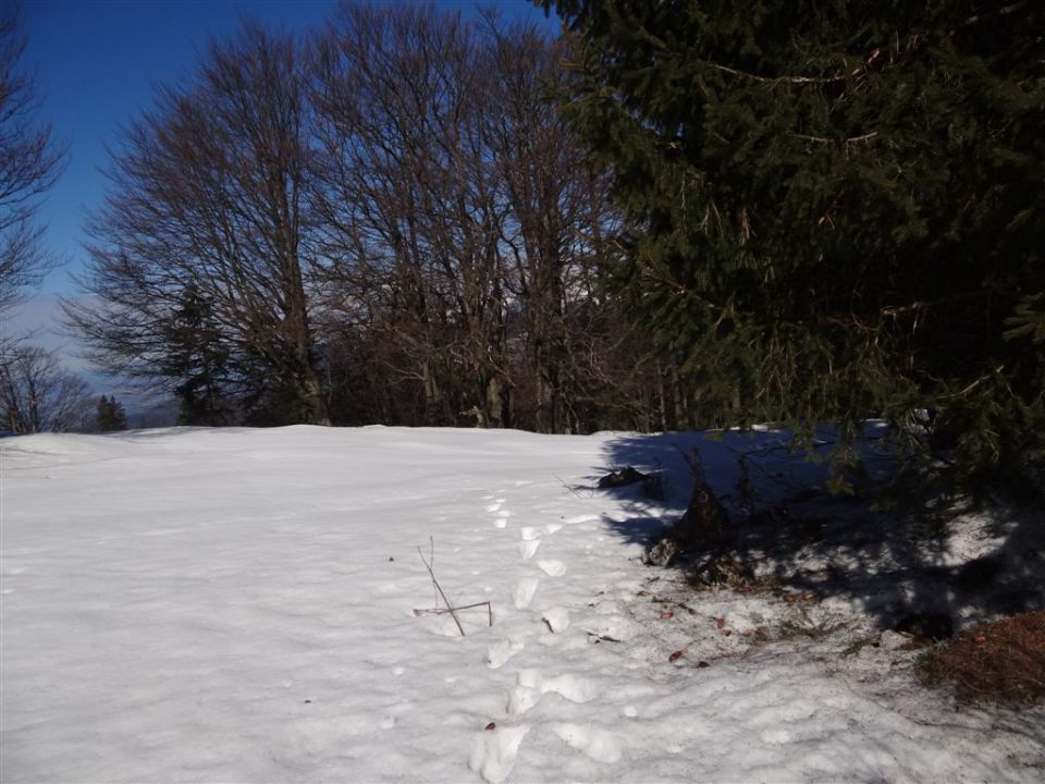 MENINA PLANINA in VIVODNIK, 1508m - foto povečava