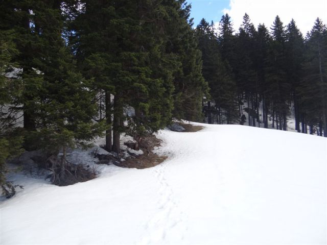 MENINA PLANINA in VIVODNIK, 1508m - foto