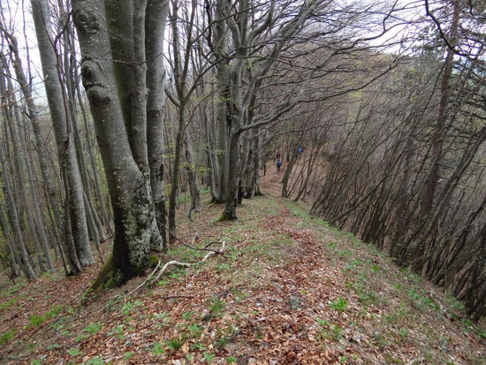 BOROVSKA GORA, 28.4.2013 - foto povečava