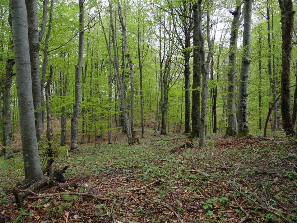 BOROVSKA GORA, 28.4.2013 - foto povečava