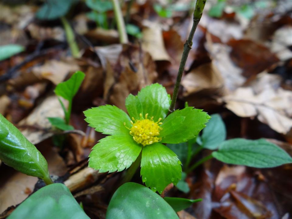 BOROVSKA GORA, 28.4.2013 - foto povečava