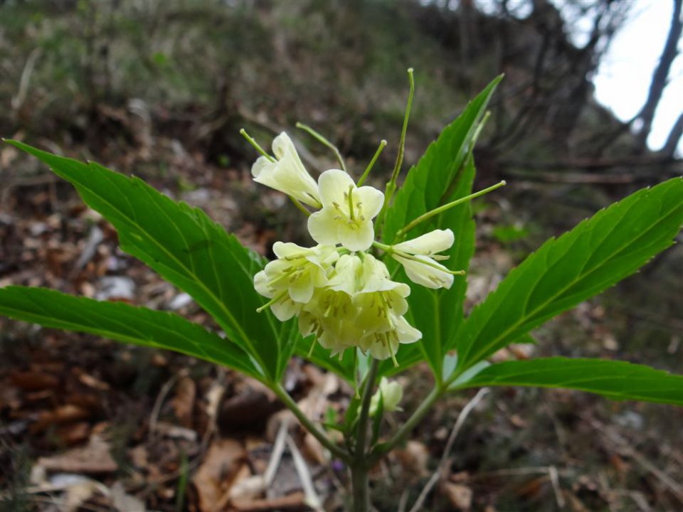 BOROVSKA GORA, 28.4.2013 - foto povečava