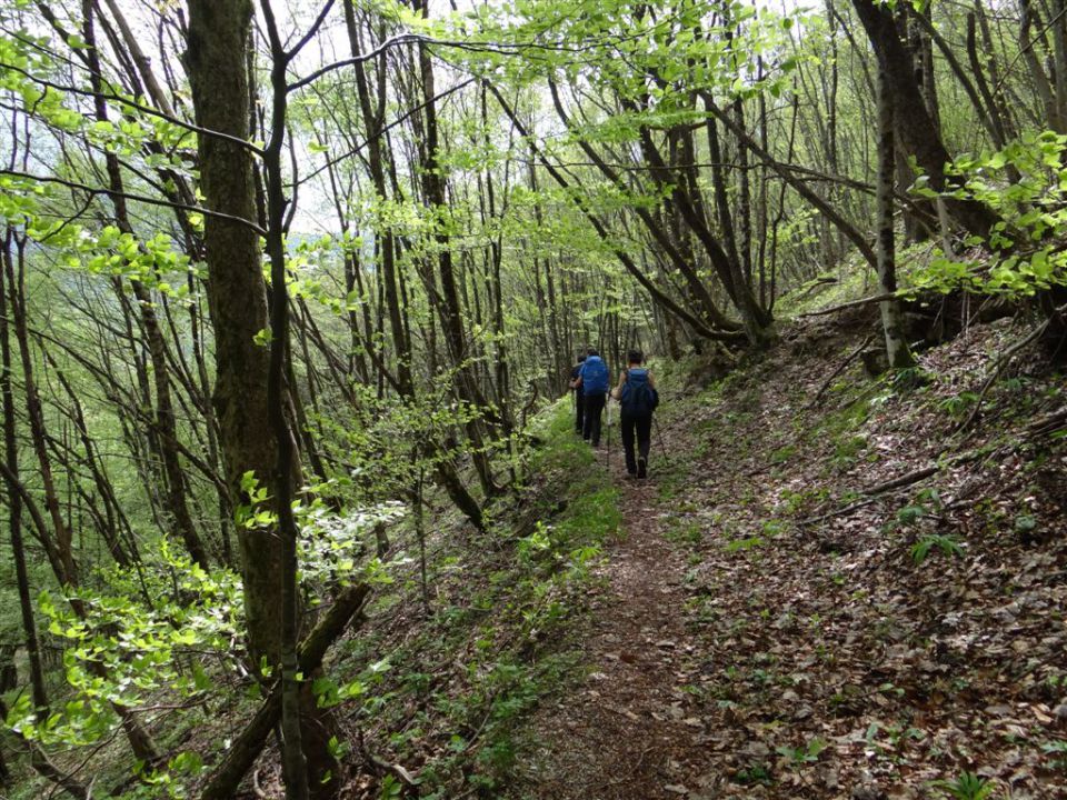 BOROVSKA GORA, 28.4.2013 - foto povečava