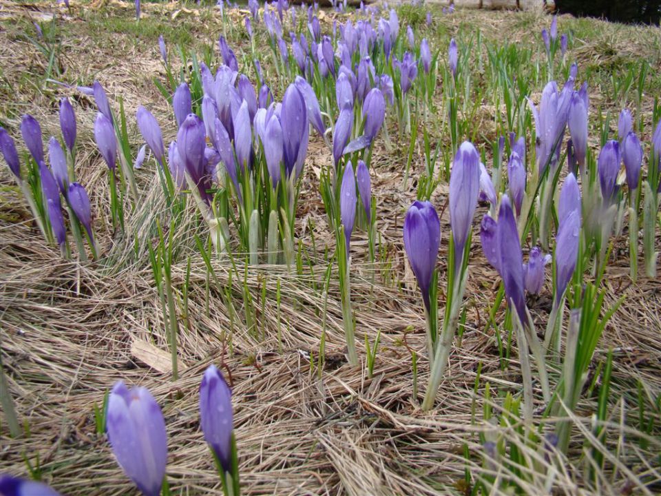 ROGLA-LOVRENŠKA JEZERA, 12.5.2013 - foto povečava