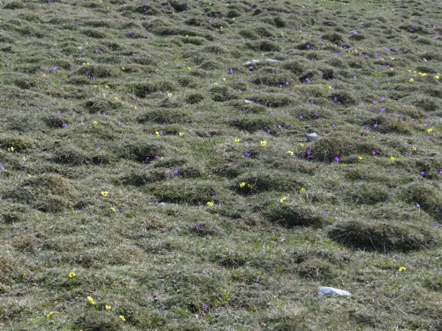 VAJNEŽ - POTOŠKI STOL - STOL, 2236m - foto