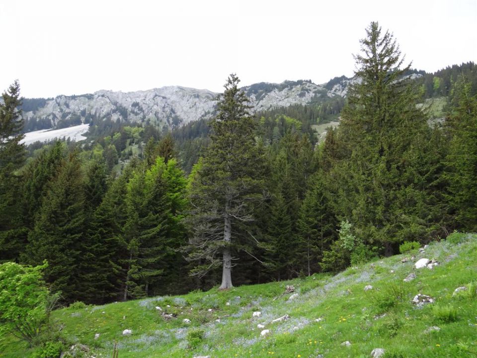 VAJNEŽ - POTOŠKI STOL - STOL, 2236m - foto povečava