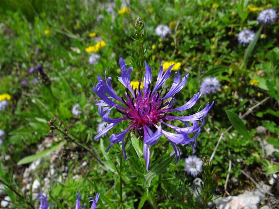 VAJNEŽ - POTOŠKI STOL - STOL, 2236m - foto povečava