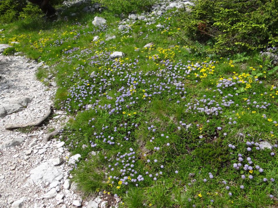 VAJNEŽ - POTOŠKI STOL - STOL, 2236m - foto povečava