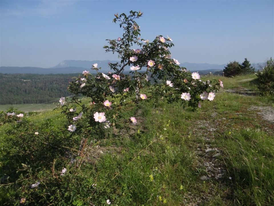 SV.TROJICA-SOCERB-TINJAN-ANKARAN - foto povečava