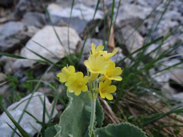 KEPA, 2146m in GUBNO, 2015m - foto