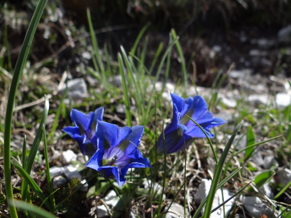 KEPA, 2146m in GUBNO, 2015m - foto povečava