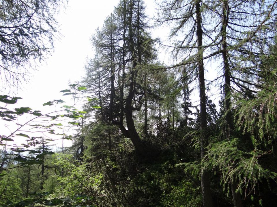 KALŠKA GORA, 2058 m - foto povečava