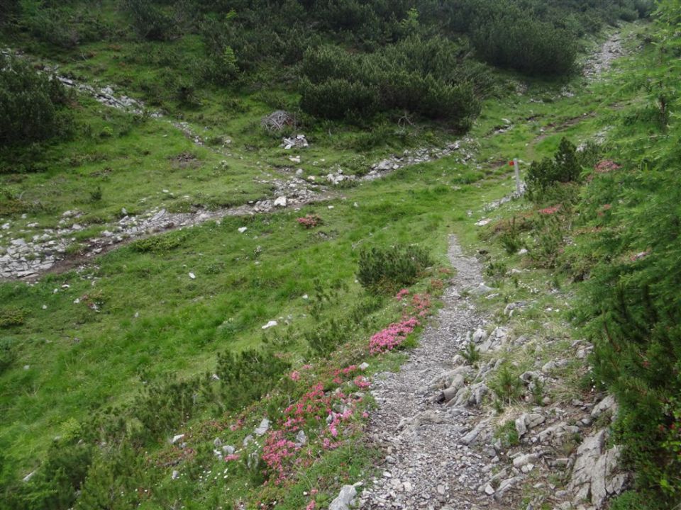 OJSTRICA, 2350 m_21.7.2013 - foto povečava