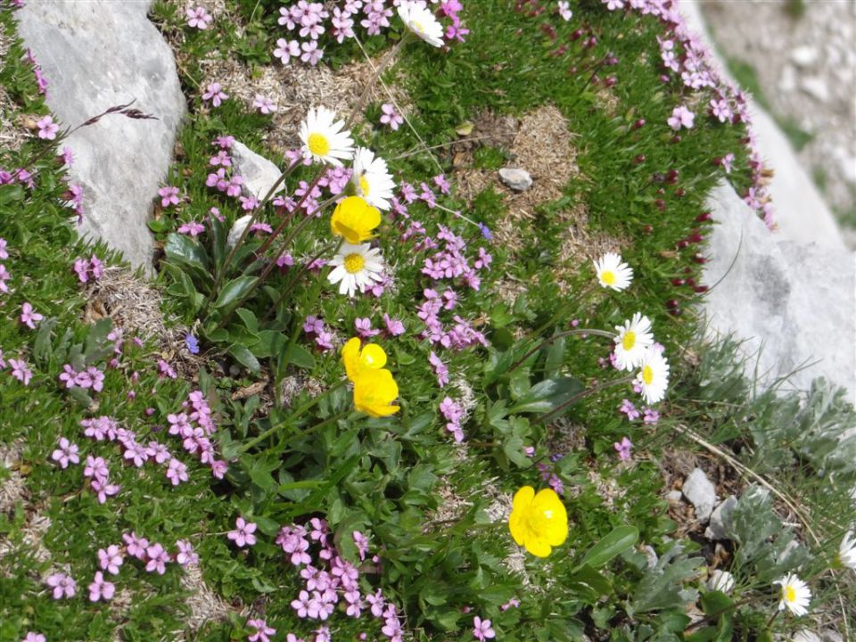 OJSTRICA, 2350 m_21.7.2013 - foto povečava