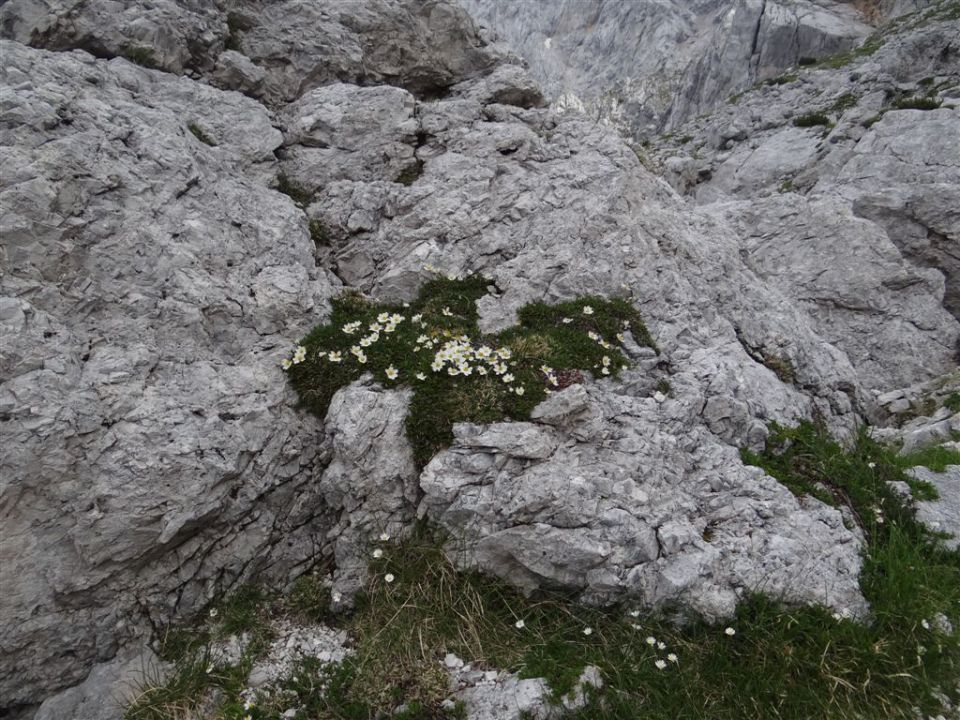 OJSTRICA, 2350 m_21.7.2013 - foto povečava