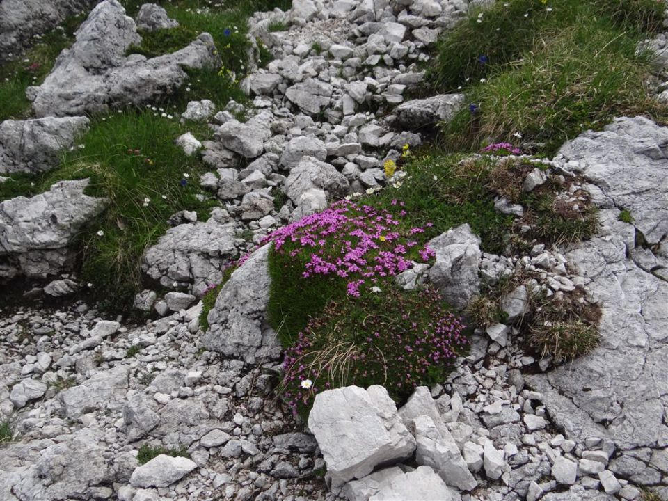 OJSTRICA, 2350 m_21.7.2013 - foto povečava