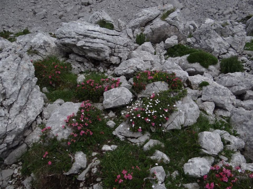 OJSTRICA, 2350 m_21.7.2013 - foto povečava