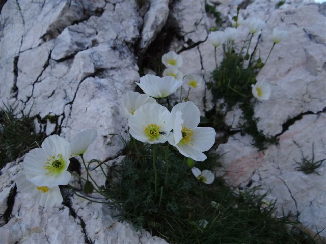 KANJAVEC (2569 m), 27.7.2013 - foto