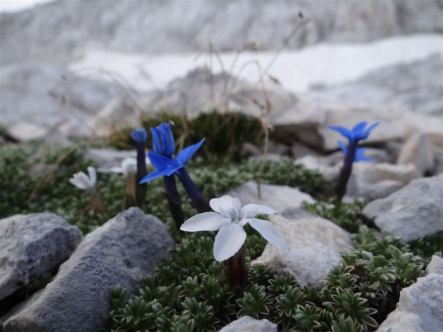 KANJAVEC (2569 m), 27.7.2013 - foto