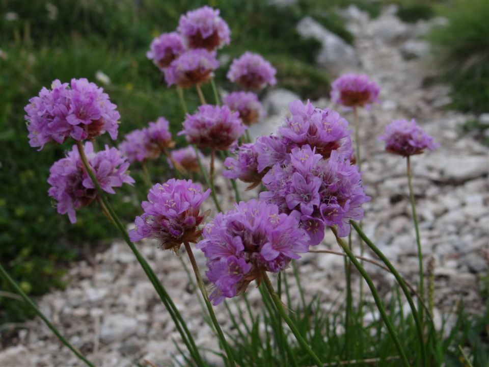 KANJAVEC (2569 m), 27.7.2013 - foto povečava