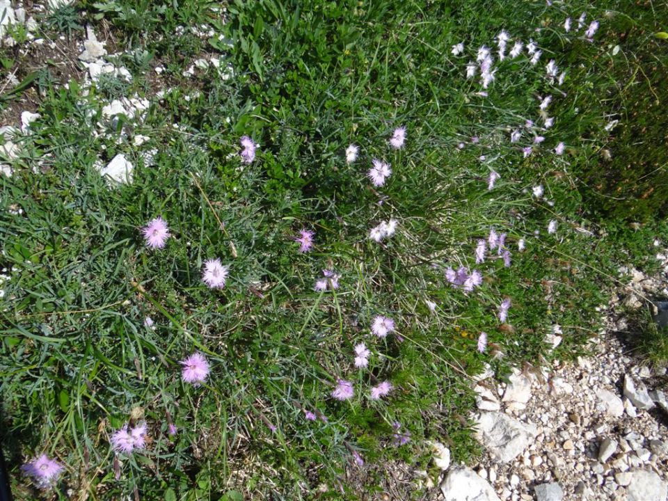 KANJAVEC (2569 m), 27.7.2013 - foto povečava