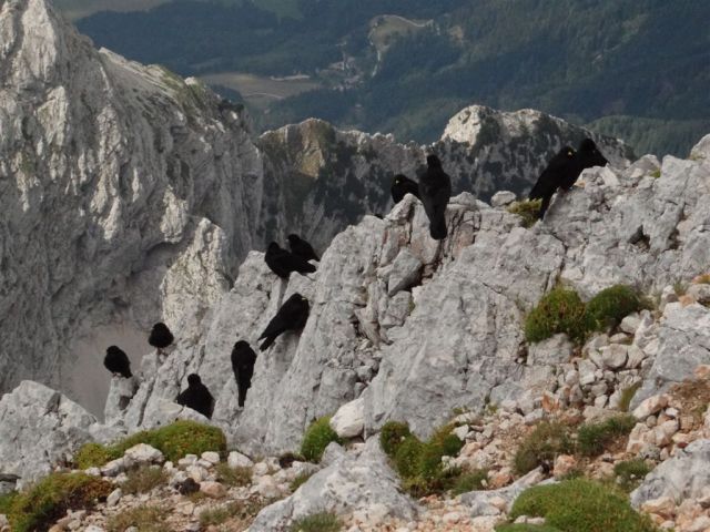 KOČNA (2540m) in GRINTAVEC (2558m) - foto