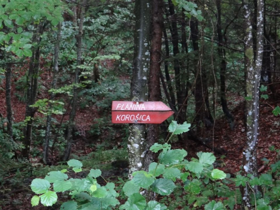 LJUBELJSKA BABA ali KOŠUTICA (1968m) - foto povečava