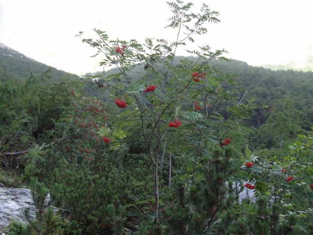 BOVŠKI GAMSOVEC - ŠKRLATICA, 2013 - foto