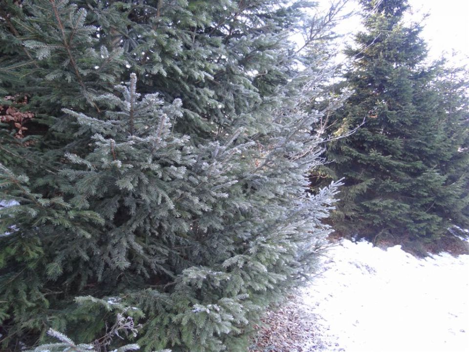 SVETA PLANINA IN JAVOR, 1.12.2013 - foto povečava